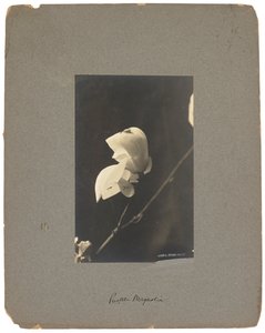 swedish av Louis Comfort Tiffany