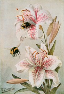 Bin och liljor, illustration från "Stories of Insect Life" av William J. Claxton