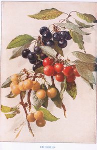 Körsbär, illustration från 