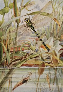 Dragonfly and Mayfly, illustration från "Stories of Insect Life" av William J. Claxton