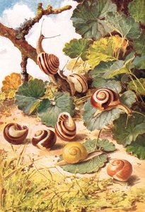 Landsniglar, illustration från 