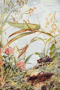 Musikaliska insekter, illustration från "Stories of Insect Life" av William J. Claxton