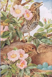 Song Thrushes with Nest, illustration från 