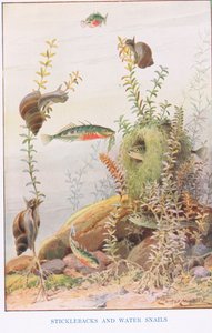 Sticklebacks och vattensniglar, illustration från 