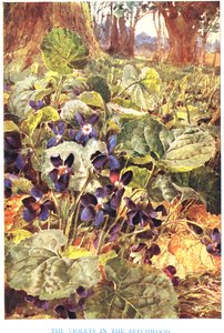 Violer i bokskogen, illustration från 