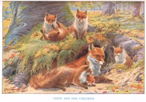 Vixen och hennes barn, illustration från 
