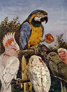 "Vem bet mitt äpple?" (färg litho)