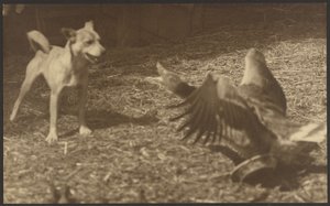 [Angry Bird and Dog] av Louis Fleckenstein