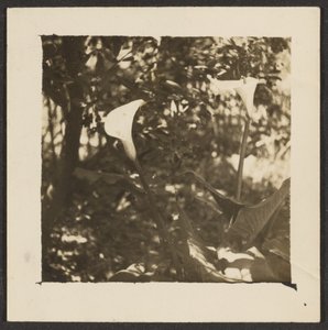 [Calla liljor] av Louis Fleckenstein