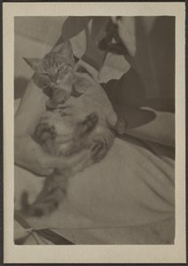 [Katt] av Louis Fleckenstein