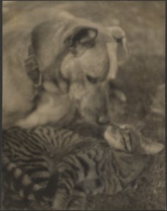 [Katt och hund] av Louis Fleckenstein