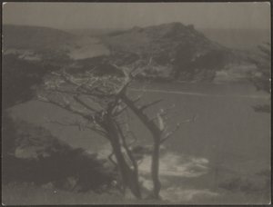 [Cypress på kusten] av Louis Fleckenstein