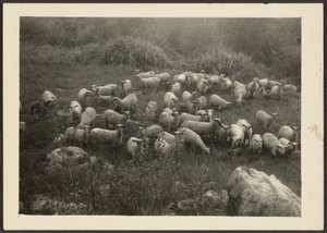 [Fårflock] av Louis Fleckenstein
