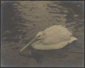 [Heron] av Louis Fleckenstein