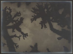 [Joshua Trees] av Louis Fleckenstein