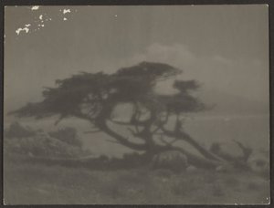 [Landskap med cypress] av Louis Fleckenstein