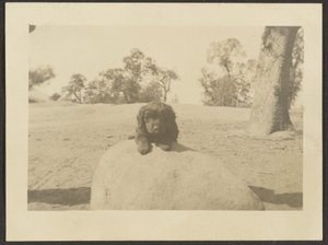 [Puppy on Rock] av Louis Fleckenstein
