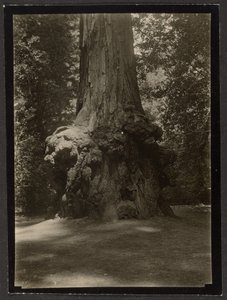 [Redwood, Big Basin] av Louis Fleckenstein