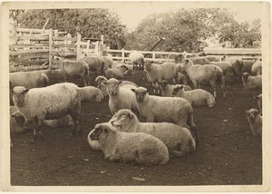 [Får i pennan] av Louis Fleckenstein