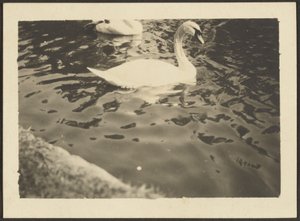 [Swan] av Louis Fleckenstein