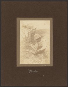 Tistlar av Louis Fleckenstein