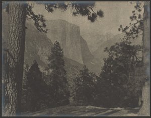 Yosemite, genom tallarna av Louis Fleckenstein