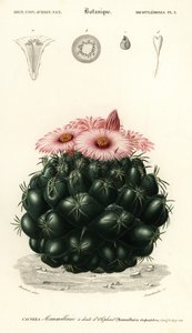Bikupakaktus, Coryphantha elephantidens.,1849 (gravyr) av Louis Joseph Edouard Maubert