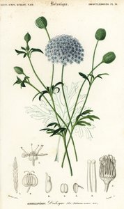Blå spetsblomma, Trachymene coerulea. ,1849 (gravyr)
