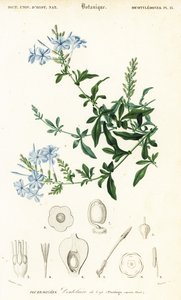 Kap blyört, Plumbago auriculata, 1849 (gravyr)