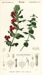 Cigarrväxt, Cuphea llavea. ,1849 (gravyr)