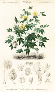 Bomullsväxt, Gossypium barbadense., 1849 (gravyr)