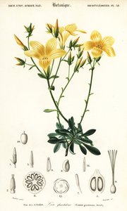 Lin, Linum campanulatum., 1849 (gravyr) av Louis Joseph Edouard Maubert
