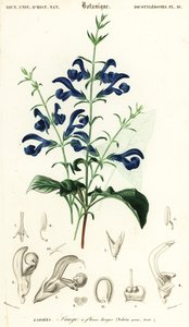 Gentiana salvia eller spridande salvia, Salvia patens., 1849 (gravyr)
