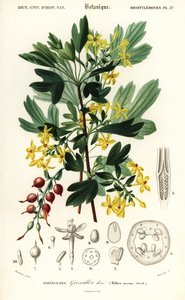 Gyllene vinbär, gyllene vinbär. , 1849 (gravyr)