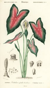 Jesu hjärta, Caladium bicolor. ,1849 (gravyr)