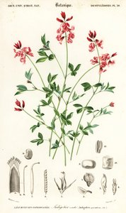 Indigoväxt, Indigofera liggande. ,1849 (gravyr)