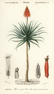 Krantz aloe, Aloe arborescens., 1849 (gravyr) av Louis Joseph Edouard Maubert