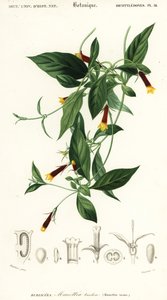 Manettia luteorubra. ,1849 (gravyr) av Louis Joseph Edouard Maubert