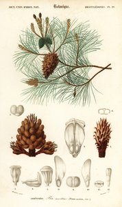 Maritim tall eller klastall, Pinus pinaster., 1849 (gravyr)