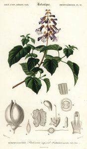 Prinsessträd, kejsarinträd eller fingerborgsträd, Paulownia tomentos, 1849 (gravyr)
