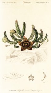 Stjärnblomma, Orbea variegata., 1849 (gravyr) av Louis Joseph Edouard Maubert