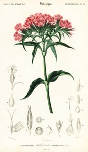 Sweet William, Dianthus barbatus.,1849 (gravyr) av Louis Joseph Edouard Maubert