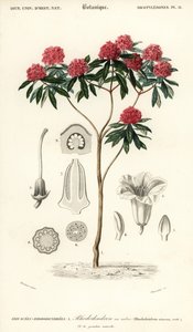 Trädrododendron, Rhododendron arboreum. ,1849 (gravyr)