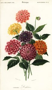Sorter av trädgårdsdahlior, Dahlia pinnata, 1849 (gravyr)