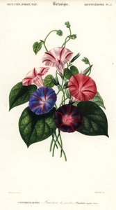 Variationer av morning glory, Pharbitis hispida., 1849 (gravyr)