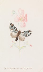 Grammophora Trisignata, 1862..