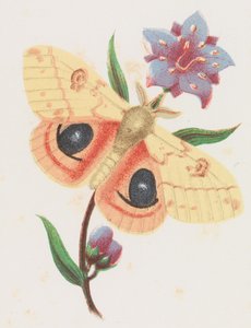 Sulphur Peacock Moth, 1862.