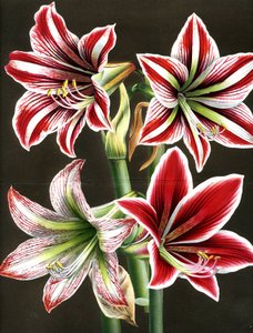 AMARYLLIS HIPPEASTRA (gravyr) av Louis Van Houtte