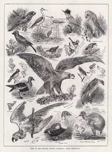 Fåglar i Natural History Collection, South Kensington (gravyr) av Louis Wain