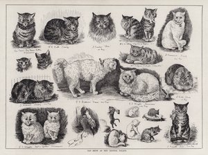 Cat Show på Crystal Palace (gravyr) av Louis Wain